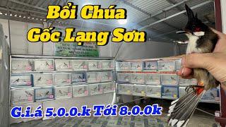 19-11. SIÊU CỌP BỔI CHÚA. GỐC LẠNG SƠN BỘ KHỦNG. G.I.Á 5.0.0k Tới 8.0.0.k. HÀNG TUYỂN CHỌN ĐẸP KENG