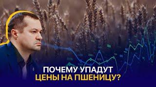 Урожай 2024 в Казахстане: погода радует, а цены нет. Что думают фермеры?