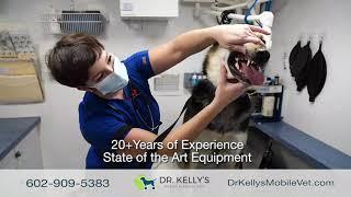 Affordable Pet Surgery with Dr. Kelly's