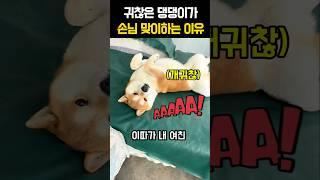 귀찮은 댕댕이가 손님 맞이하는 이유 #강아지 #재미있는개 #유머