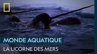 Le narval, étrange licorne des mers