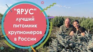 Лучший питомник крупномеров в России - ЯРУС