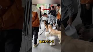 애견유치원에 첫등교한 댕댕이 반응