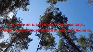 Ситовский кладбищенский стандарт. Секрет старого кладбища в лесу на Оболоне.