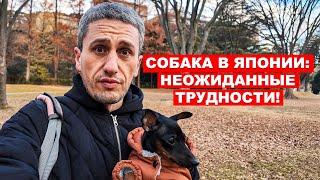 Почему завести собаку в Японии — это сложнее, чем вы думаете?