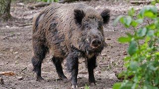 Boar stories: a message from Ambassador Leigh Turner (in English & auf Deutsch)