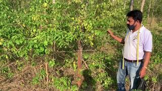 Why Leaves Dry And Start To Crumble In Sandalwood Tree