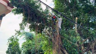 Cutting down overgrown trees endangers the house and electricity grid [Cleanup Overgrown]