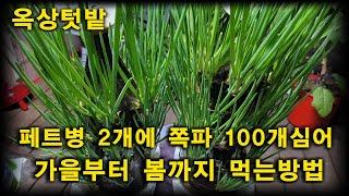 페트병에 쪽파100개 키우는 방법,한달에 한번씩 수확하는방법,