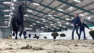 KFPS Young Stallion Selection 2022