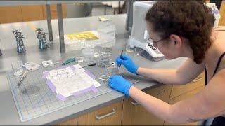 Study biomedical engineering in Minnesota