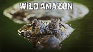 Geheimnisse des Regenwaldes: Tierwelt des Amazonas | Full HD Dokumentation