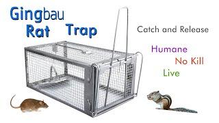 How To Set Up Gingbau Live Rat Trap