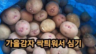 가을감자 쉽게 싹틔워서 심는법/ 가시오이 여름상추 심기/ 텃밭채소수확/ 도시텃밭/ 텃밭농사/ 주말농장