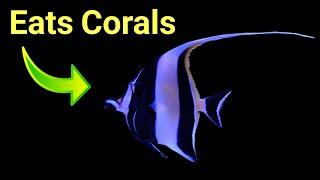 Watch This Before You Get A Moorish Idol