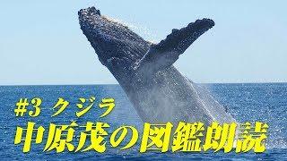 【中原茂の図鑑朗読】クジラ