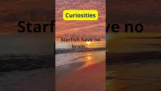 4 Curiosites