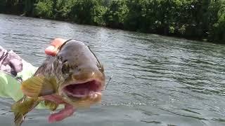 Trout Fishing the White River, Arkansas (Catching Big Browns!!!!)