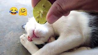 Funniest Animals 2023  New Funny Cats and Dogs Videos  Part 4