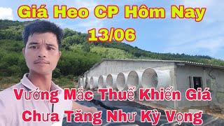 Giá Heo Hơi Ngày Hôm Nay Xu Hướng Giữ Giá, Thị Trường Sẻ Chậm Đến Hết Tuần,@nongtraihoakieu