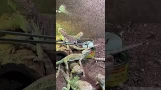Можешь выбрать себе кого захочешь!