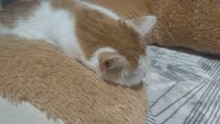 "Mój ci on..." #funnyvideo #funnycats #funnycat #theboyismine #sweet #cute #cutecat