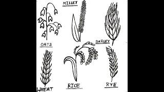 TYPES OF CEREALS