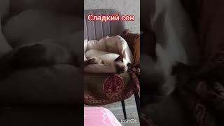 ‍⬛‼️тихий час‼️#ладушка  #catsvidio #catshorts #котенок