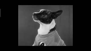 A Dogville Comedy - An All Barkie College Hounds (1929) (Complete Pre Code Movies) Short And Comedy