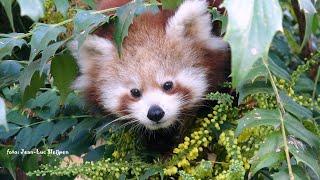 little red panda twins Ravi and Yindi