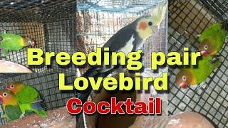 breeding pair lovebird available in delhi || cheek mask || grey cocktail || GS Birds Info