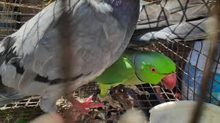 টিয়া পাইরা বিক্রি Indinan RingNack Tiya with Paira live kolkata Biggest pakhi haat Galiff street