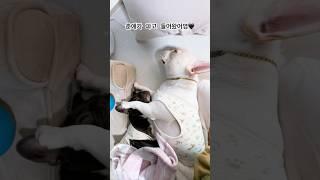 제일 얌전할때️  #프렌치불독 #불독 #댕댕이 #frenchbulldog #강아지 #dog #puppy #강아지일상 #강아지브이로그 #반려견 #멍멍이 #小狗 #子犬