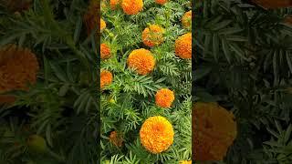 marigold seeds EOS #flowers #nature #marigold #flowerseeds #frenchmarigold