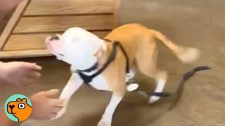 Blind Pitty Found His Way Home For the Second TIme | Cuddle Buddies