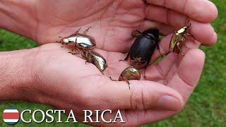 Chrysina gold scarabs, silver scarabs, jewel scarabs  Costa Rica