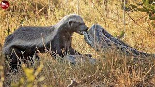 Final Battle of Honey Badger  vs Python