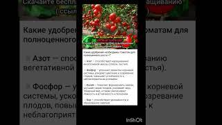 удобрение необходимо для роста томатов.