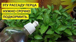 Чем подкормить рассаду перца? Какую рассаду сладкого перца нужно подкормить обязательно?