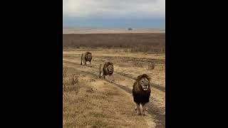 Lake Quintet Males | Huge Male Lions | Ngorongoro Crater