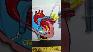 human heart working model - #shorts  | craftpiller