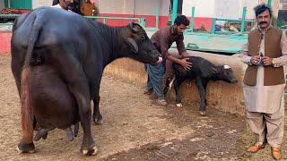 Biggest Udder Nili Ravi Buffalo Mundri of Haji Shaukat Doggar of Multan #buffalo #bhains #cow #dairy