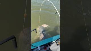 REKORDOWY SUM ZWYMIOTOWAŁ WIELKIEGO LESZCZA! #wędkarstwo #fishing #catfish #fishingvideo