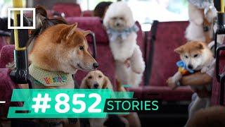 How pet-friendly is Hong Kong?