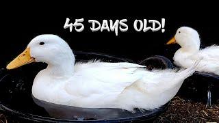 From Duckling to Adult in 45 DAYS!  Crazy Pekin Duck Growth!