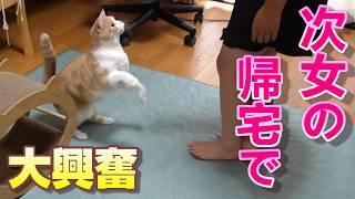 次女帰宅でやっぱり大興奮になる猫【スコティッシュフォールド】【アビシニアン】