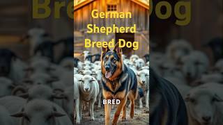 History and origin of the German Shepherd dog breed #dog #pets #doglover