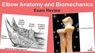 Elbow Anatomy and Biomechanics Exam Review - Felix H. Savoie III MD