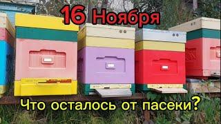 16 Ноября, что осталось от пасеки?