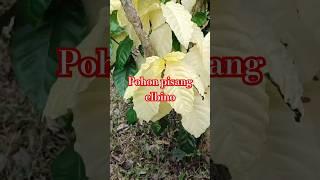 Pohon pisang langkah